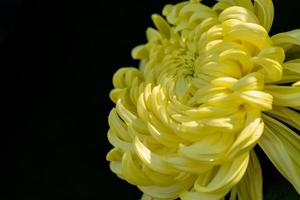 große gelbe Chrysanthemen im Park foto