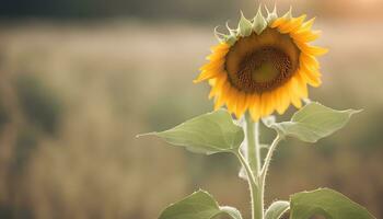 ai generiert ein Sonnenblume ist Stehen im ein Feld mit das Sonne im das Hintergrund foto