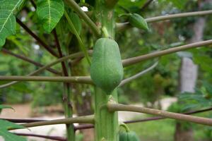 Papaya Obst hängend auf das Baum foto