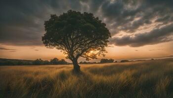 ai generiert ein einsam Baum steht im ein Feld mit ein dramatisch Sonnenuntergang foto