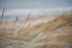 Gras Dünen im Dänemark foto