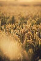 Weizen Feld mit flach Tiefe von Feld foto