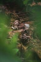 römisch Schnecken im ein Garten foto