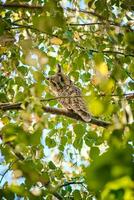 langohrig Eule Sitzung im ein Birke Baum foto