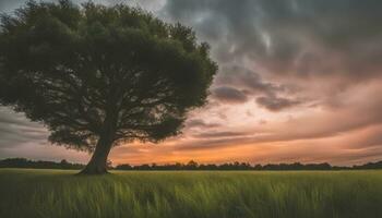 ai generiert ein einsam Baum steht im ein Feld mit ein dramatisch Sonnenuntergang foto