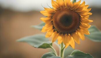 ai generiert ein Sonnenblume ist gezeigt im Vorderseite von ein verschwommen Hintergrund foto