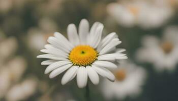 ai generiert ein Single Weiß Gänseblümchen mit ein Gelb Center foto