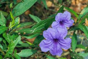 schließen oben von ein Blühen ruellia Simplex oder Mexikaner Petunie Blumen auf verschwommen natürlich Grün Hintergrund mit Kopieren Raum foto