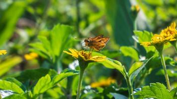 ein feurig Kapitän Schmetterling ist Sammeln Nektar von Blühen Gelb wedelia Chinensis Blume mit verschwommen Garten Hintergrund beim makut rommayasaran Park, Nonthaburi, Thailand foto