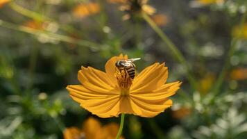 schließen oben von ein Hummel sammelt Nektar von Blühen Orange Kosmos Blume auf verschwommen natürlich Grün Hintergrund mit Kopieren Raum. foto