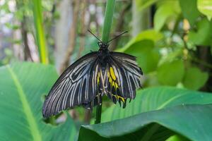 ein verletzt verbreitet Vogel Flügel Schmetterling oder Troiden Helena hat einer Flügel sitzt auf Blume Stengel mit verschwommen Grün Hintergrund. foto