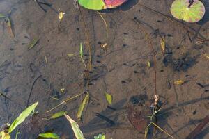 ein Menge von Kaulquappen Schwimmen im das frisches Wasser Lotus Teich foto