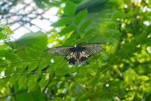 großartig mormonisch Schmetterling oder Papilio memnon Verbreitung es ist Flügel auf ein Blatt mit verschwommen Grün natürlich Hintergrund. foto
