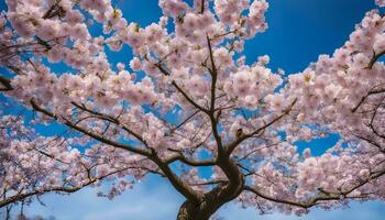 ai generiert Kirsche Blüten im blühen auf ein Baum foto