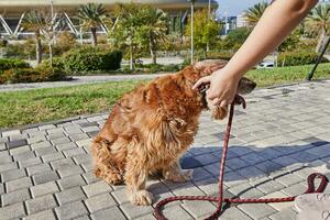 amerikanisch Cocker Spaniel genießen ein gemächlich gehen im ein Grün Park mit seine Inhaber foto