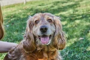 amerikanisch Cocker Spaniel genießen ein gemächlich gehen im ein Grün Park mit seine Inhaber foto