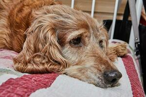 bezaubernd Cocker Spaniel Hund mit ein traurig aussehen Lügen auf ein rot Bett foto