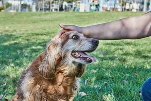 amerikanisch Cocker Spaniel genießen ein gemächlich gehen im ein Grün Park mit seine Inhaber foto