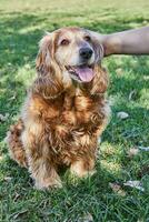 amerikanisch Cocker Spaniel genießen ein gemächlich gehen im ein Grün Park mit seine Inhaber foto