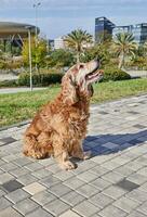 amerikanisch Cocker Spaniel genießen ein gemächlich gehen im ein Grün Park mit seine Inhaber foto