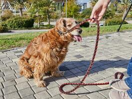 amerikanisch Cocker Spaniel genießen ein gemächlich gehen im ein Grün Park mit seine Inhaber foto