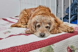 bezaubernd Cocker Spaniel Hund mit ein traurig aussehen Lügen auf ein rot Bett foto