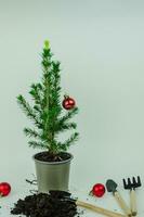 Umpflanzen ein Weihnachten Baum im ein Topf mit Boden, Neu Jahr Konzept. hoch Qualität Foto