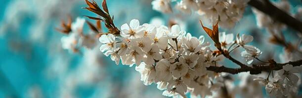 ai generiert Geäst von Kirsche Bäume sind bedeckt im Weiß Blumen foto
