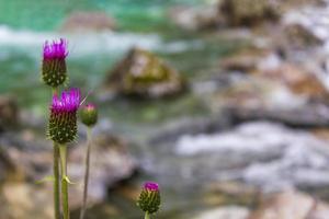 lila Distelblumenpflanze vor türkisfarbenem Fluss Norwegen. foto