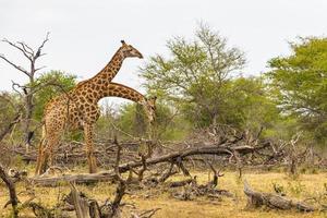 Schönes majestätisches Paar Giraffen Krüger Nationalpark Safari Südafrika. foto