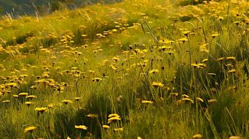 ai generiert Küsten Sommer- Wildblume Extravaganz - - ai generiert foto