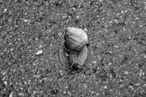 große Gartenschnecke im Gehäuse kriecht auf nasser Straße, beeil dich nach Hause foto