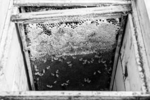 abstrakte Sechseckstruktur ist mit Bienenwabe gefüllt, gefüllt foto