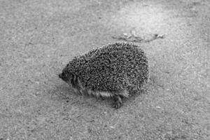 Fotografie auf Thema schön stachelig wenig Igel geht in dicht wild Wald foto