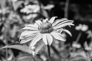 feine wild wachsende Blume Aster falsche Sonnenblume auf der Hintergrundwiese foto