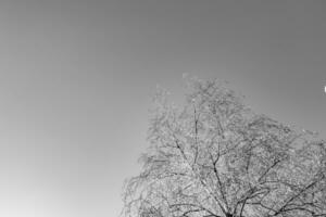 Fotografie zum Thema große schöne Herbstbirke auf hellem Himmel des Hintergrundes foto