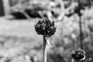 wilde Schönheitsblume mit Nektar, die in der Feldlandschaft blüht foto