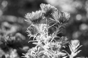 Fotografie zum Thema schöne wild wachsende Blume Lampranthus foto