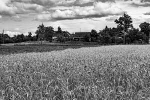 Fotografie zum Thema großes Weizenfeld für die Bio-Ernte foto