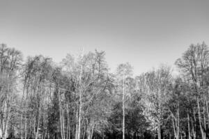 Fotografie zum Thema große schöne Herbstbirke auf hellem Himmel des Hintergrundes foto