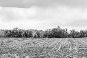 fotografie zum thema großes leeres bauernhoffeld für die organische ernte foto