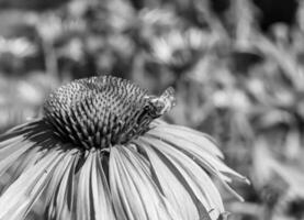 schöne wilde Blume geflügelte Biene auf der Hintergrundlaubwiese foto