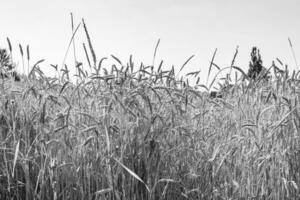 Fotografie zum Thema großes Weizenfeld für die Bio-Ernte foto