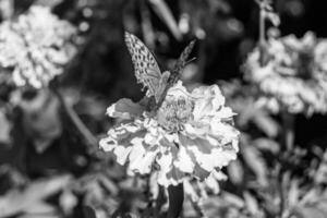 schöner Blumenschmetterlingsmonarch auf Hintergrundwiese foto