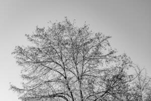 Fotografie zum Thema große schöne Herbstbirke auf hellem Himmel des Hintergrundes foto