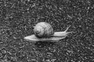 große Gartenschnecke im Gehäuse kriecht auf nasser Straße, beeil dich nach Hause foto