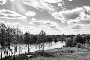 Schönes Grassumpfschilf, das am Uferreservoir in der Landschaft wächst foto