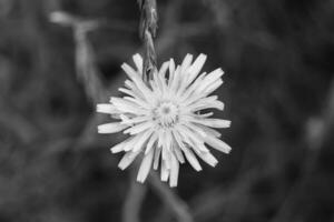 schöner wild wachsender Blumensamen-Löwenzahn auf der Hintergrundwiese foto