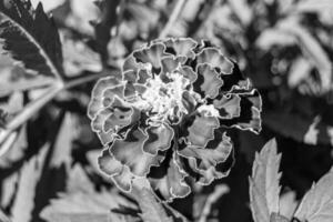 feine wild wachsende Ringelblume Calendula auf Hintergrundwiese foto