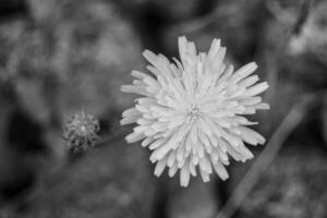 schöner wild wachsender Blumensamen-Löwenzahn auf der Hintergrundwiese foto